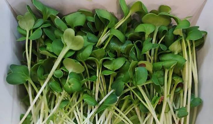 Самая вкусная и популярная микрозелень - Всё о микрозелени